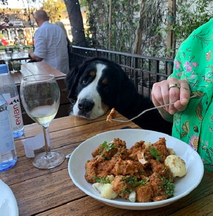 Dining out with your four legged best friend